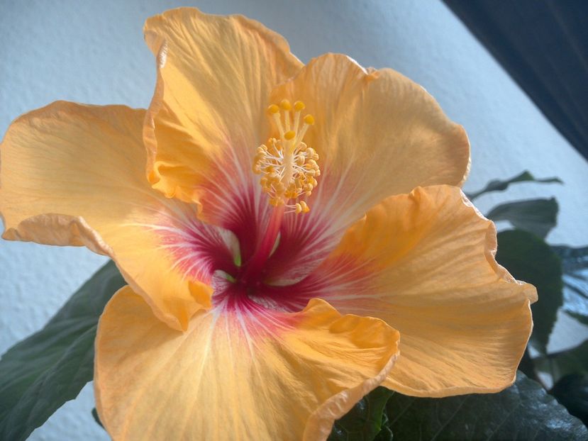 WIN_20170315_122439 - Tahitian Arcturus Queen