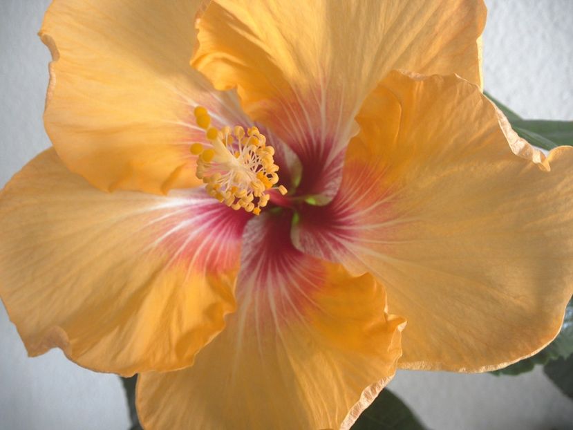 WIN_20170315_123223 - Tahitian Arcturus Queen