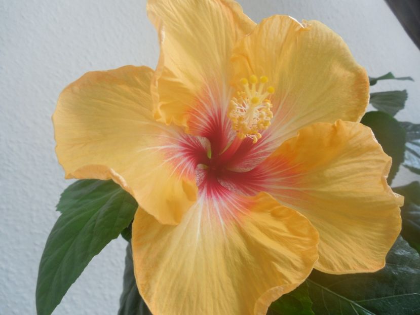  - 02Hibiscus
