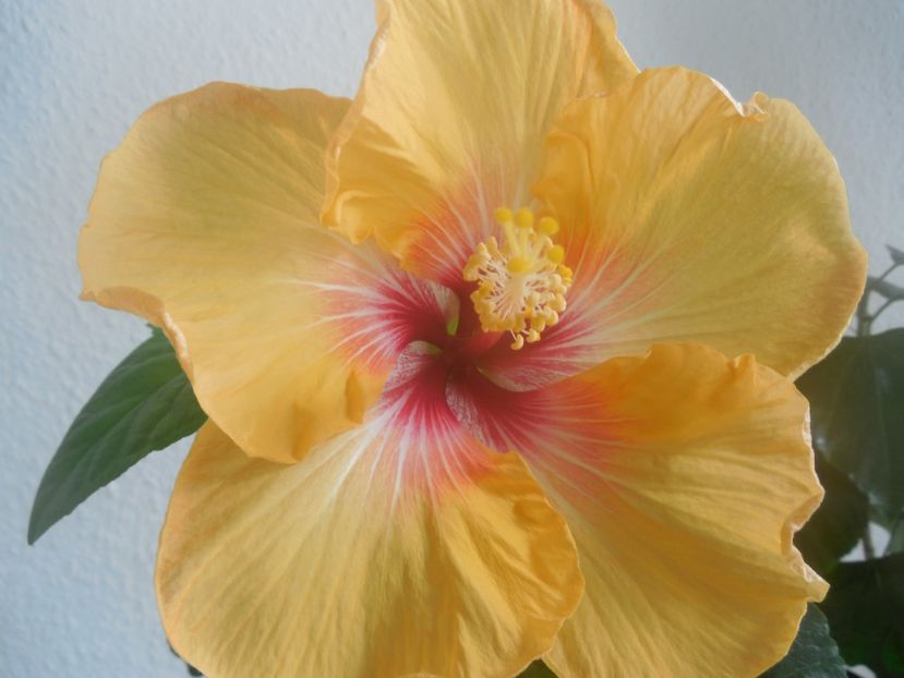  - 02Hibiscus