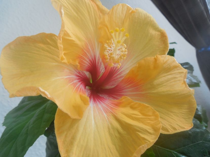  - 02Hibiscus