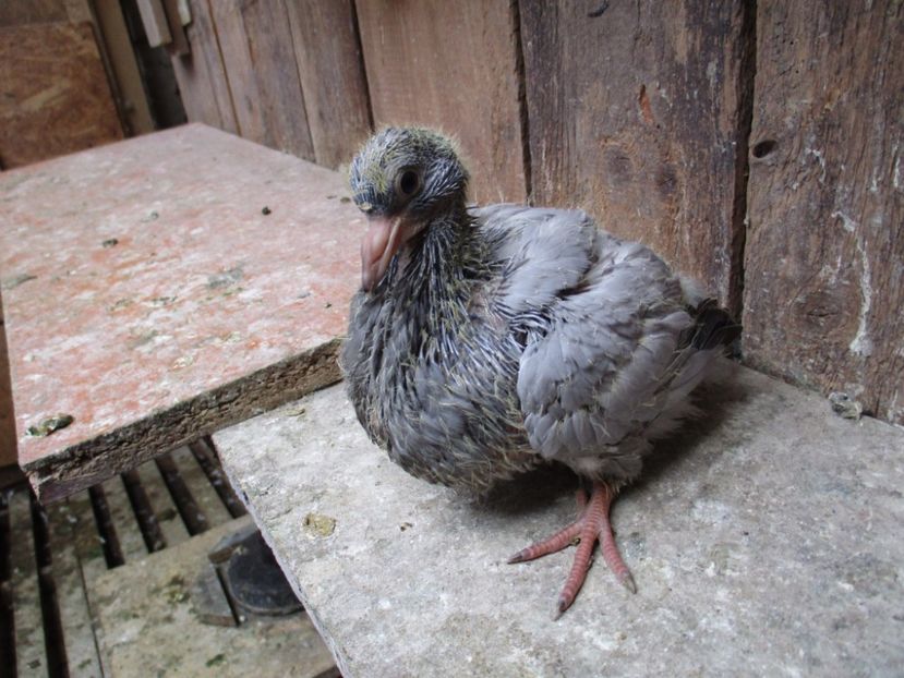 la 17 zile - albastra cu trese - PERECHEA 03_Alb gulerat si fem Rosu ciocanit