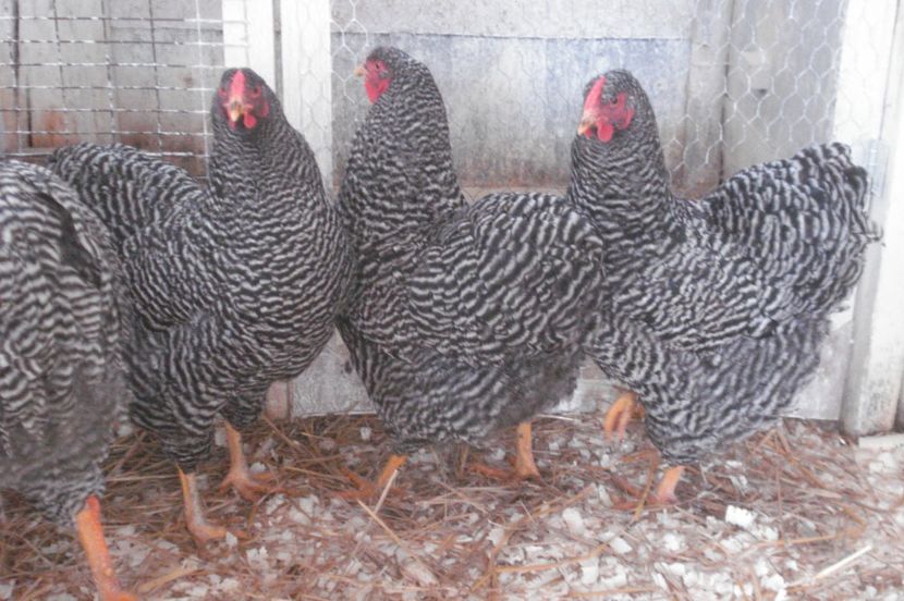  - WYANDOTTE BARAT 2017 - ARHIVA