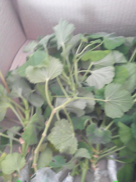  - MUSCATE DE LA GEORGETA 5  2017