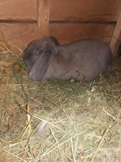 Mama puilor! - Cuib nr 3 din 15 03 2017