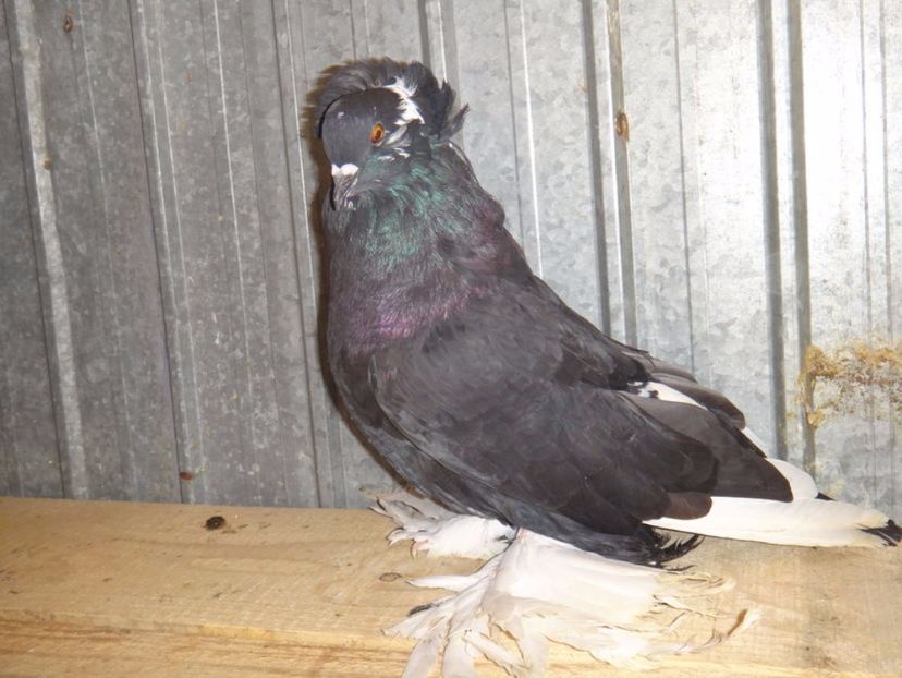 vand - DE VANZARE FEBRUARIE 2017