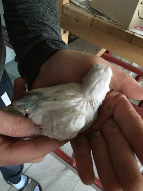 puiu nr 1 - Perusi 2016-2017