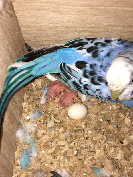 primi pui - Perusi 2016-2017