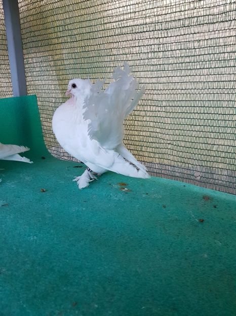 M 7416 - au fost VANDUTI