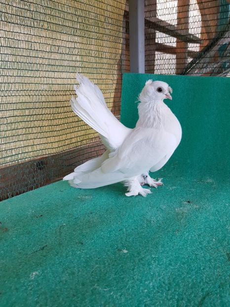 M 7487 - au fost VANDUTI