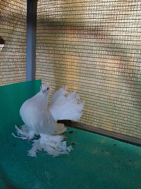 F 5277; 250 lei - de VANZARE SIBERIENI FEMELE