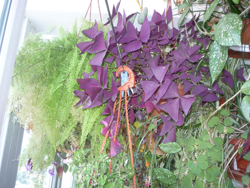 Trifoi rosu - Flori 2017