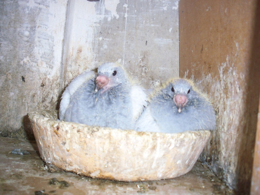  - A Pui Ianuarie 2017