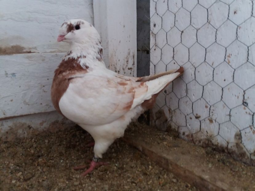 F 2016 - Perechi 2017