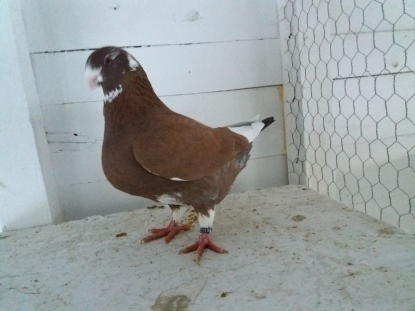 M 2016 - Perechi 2017