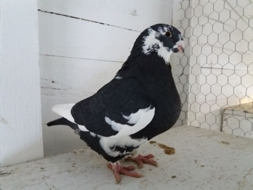 F 2015 - Perechi 2017