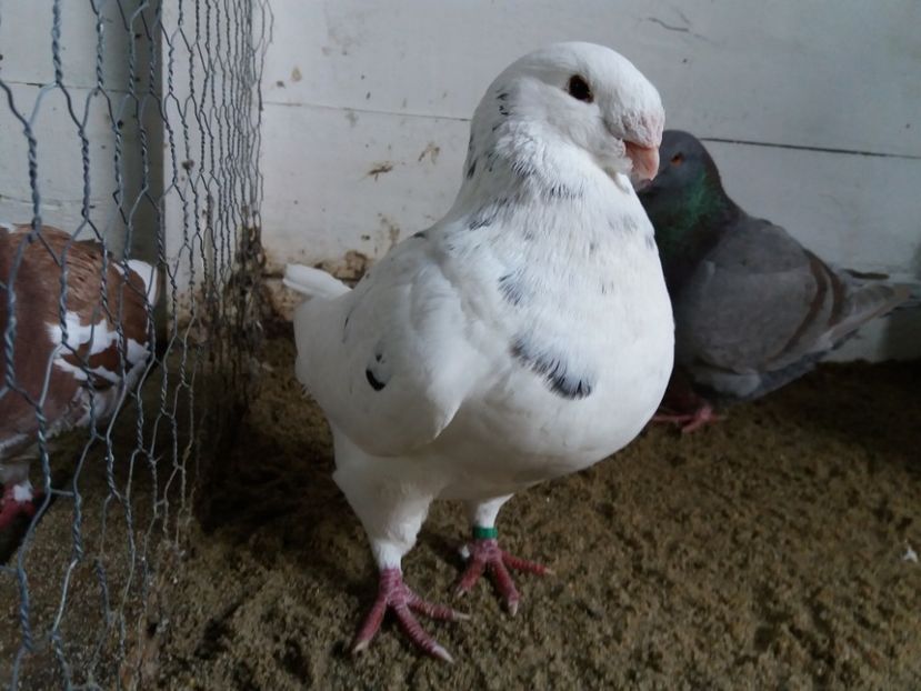 M 2013 - Perechi 2017