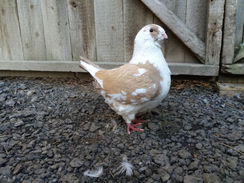 F 2015 - Perechi 2017