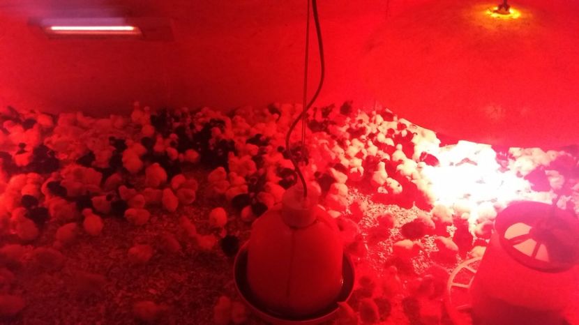  - pui de gaina martie 2017