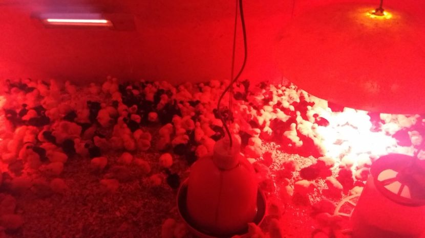  - pui de gaina martie 2017