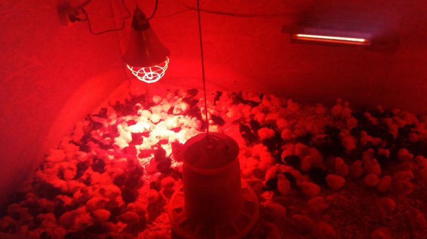 gat golas de hamburg si tetra H... - pui de gaina martie 2017