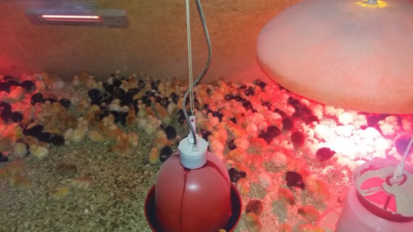  - pui de gaina martie 2017