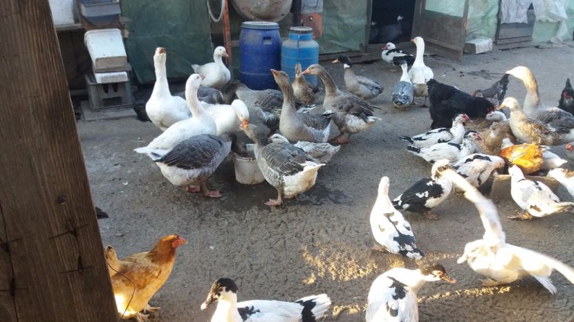  - gaste si rate martie 2017