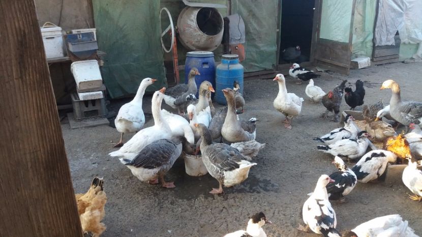  - gaste si rate martie 2017