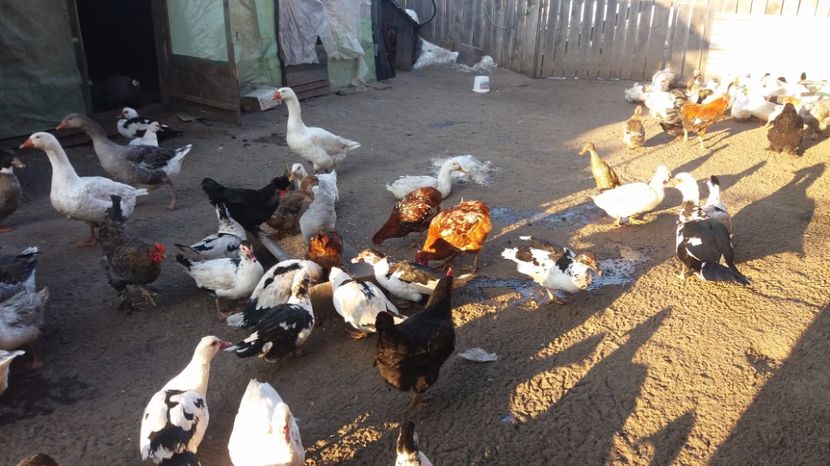  - gaste si rate martie 2017