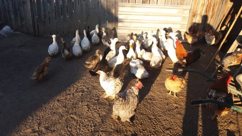  - gaste si rate martie 2017