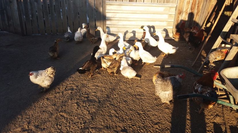  - gaste si rate martie 2017