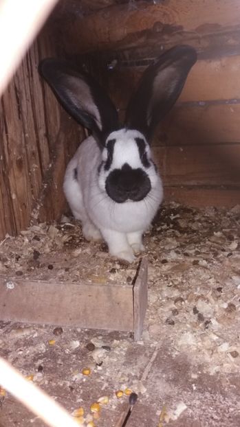 Macul - Fluture German