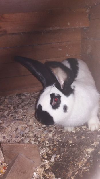 Femela - Fluture German