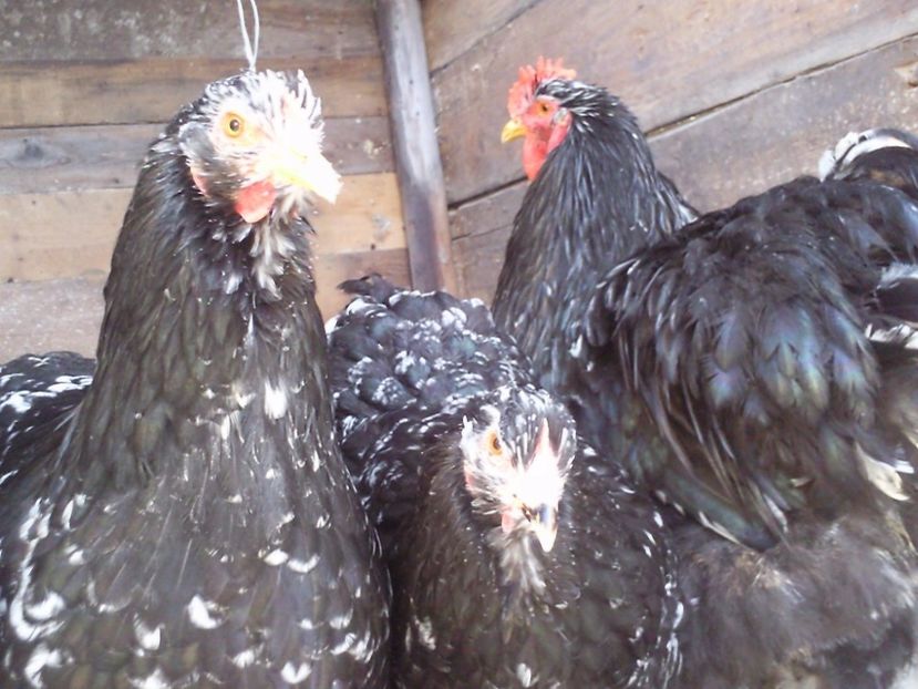 bobatele 2016 - cateva pasari de rasa