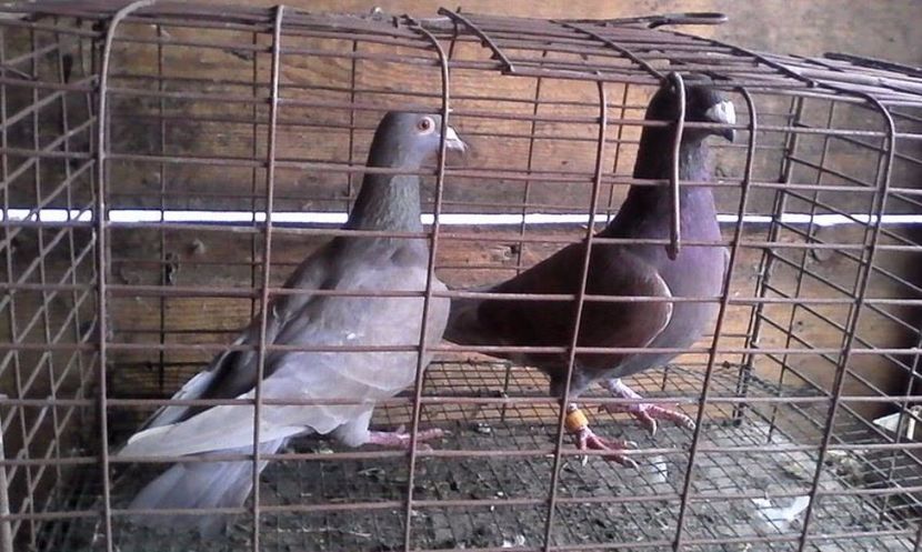  - cativa din porumbei mei 2018