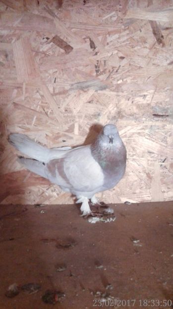  - Arhiva poze cu porumbei