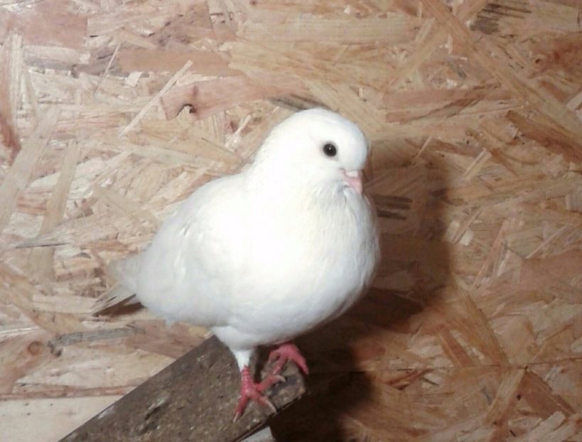  - Arhiva poze cu porumbei