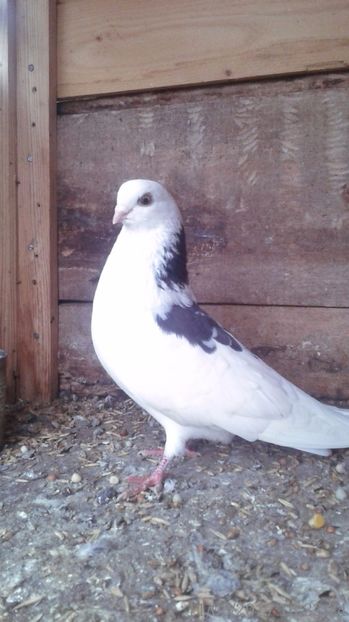  - Arhiva poze cu porumbei