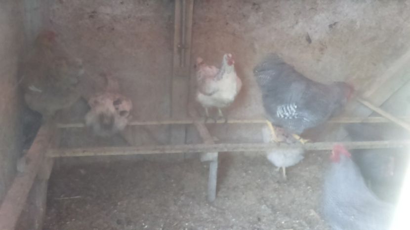  - pentru 2017 Farm Master Shaver