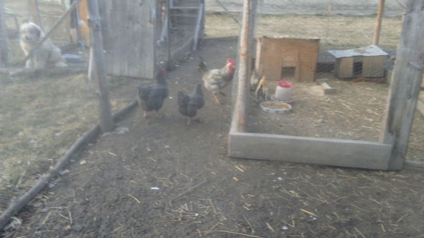  - pentru 2017 Farm Master Shaver