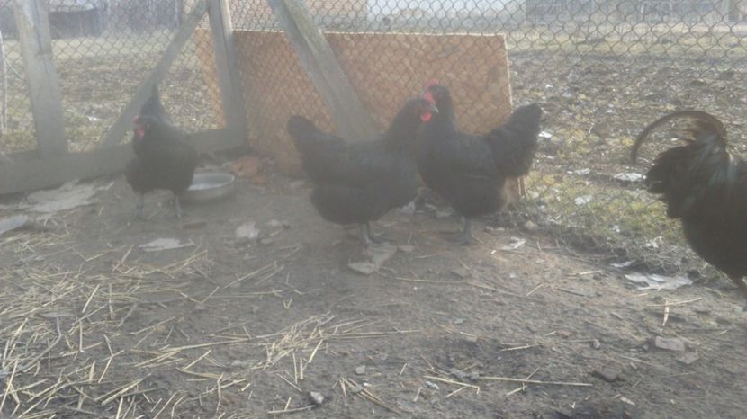  - pentru 2017 Jersey Giant