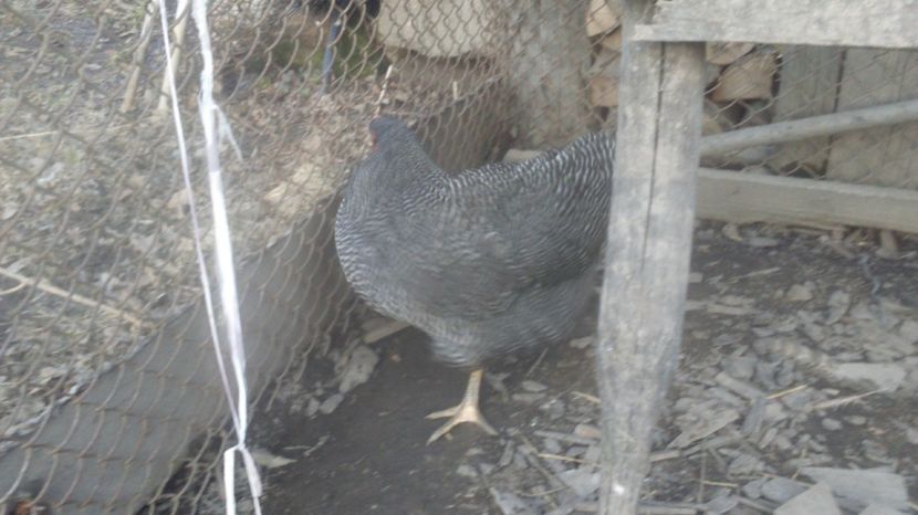  - pentru 2017 Plymouth Rock Barat