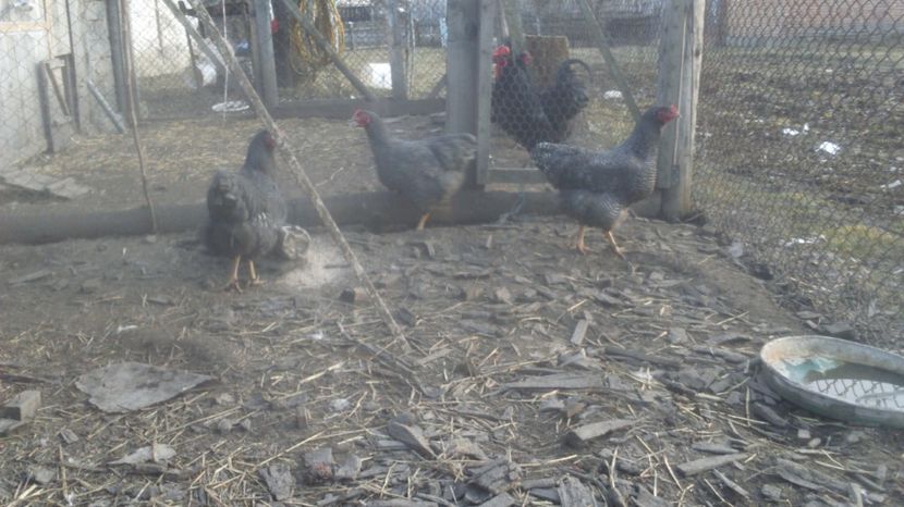  - pentru 2017 Plymouth Rock Barat