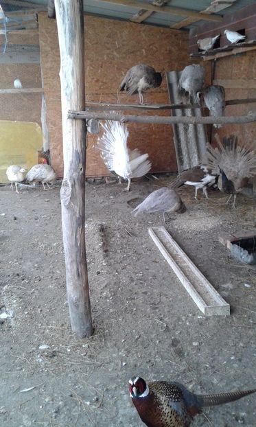  - P---PAUNI 2016-2018