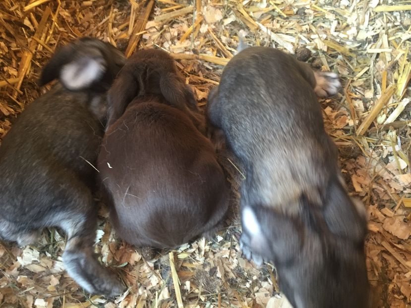 image - Cuib 3 din 4 Mar 2017