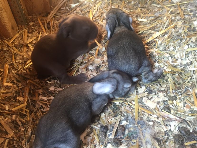 image - Cuib 3 din 4 Mar 2017