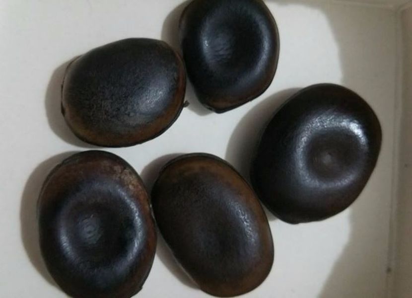 Forma la saminta Mucuna Sempervirens - 4.50 RON bucata - ACASA-De vinzare-Flori-Arbusti-Seminte 2017