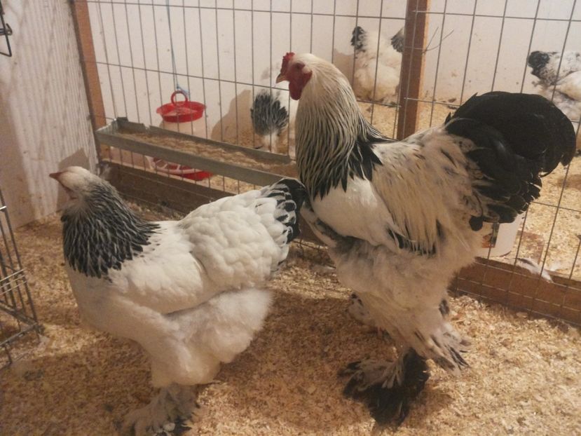  - 1 Brahma columbia alb-negru 2017