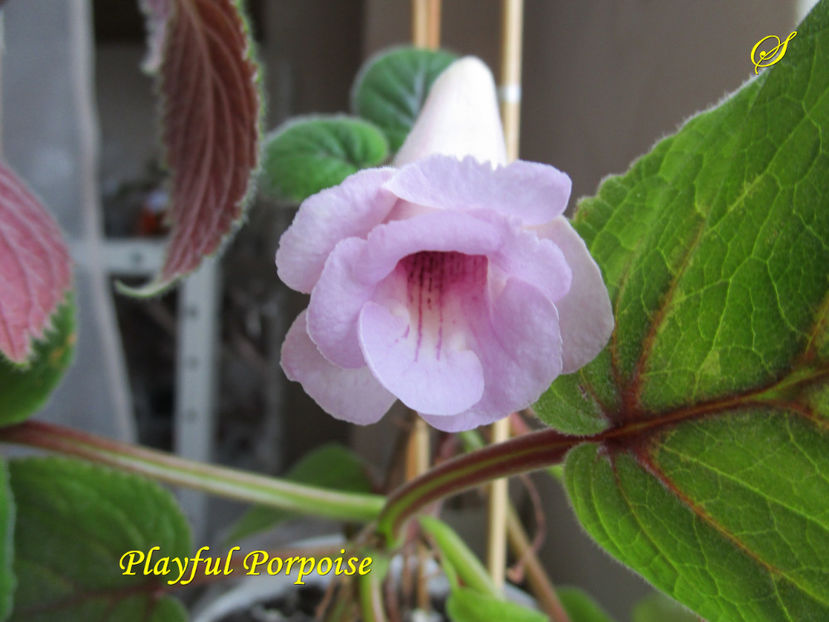 Playful Porpoise(16-03-2017)(1) - Sinningii 2017