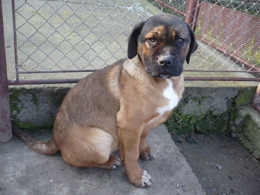  - CAINII MEI DE PAZA